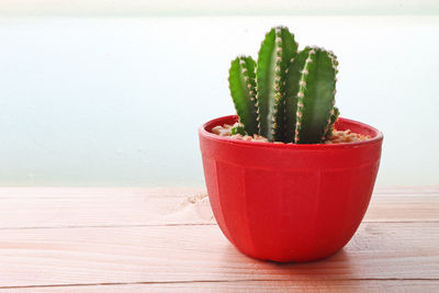 Close-up of succulent plant on table