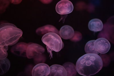 Close-up of jellyfish