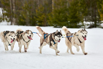 Running husky dog on sled dog racing. winter dog sport sled team competition. siberian husky dogs