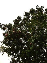 Low angle view of fruit tree against sky