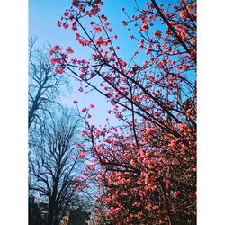 Low angle view of flowering tree against sky