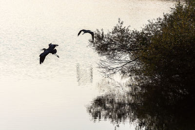Silhouette bird flying over lake against clear sky