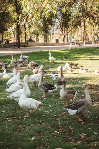 Flock of birds in park