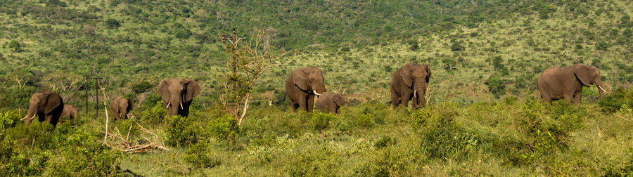 View of elephant on landscape