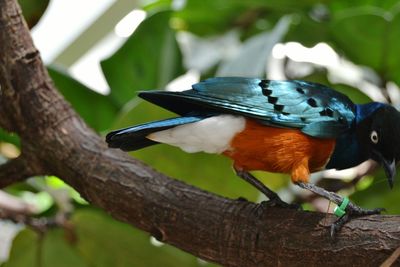 Close-up of bird perching on branch