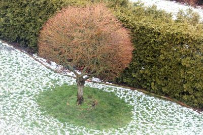 Cactus growing in park