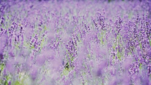 Close-up of purple flowers blooming in field