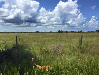 Scenic view of field against cloudy sky