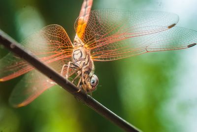 Close-up of insect on plant