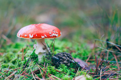 Close-up of fly agaric mushroom on field