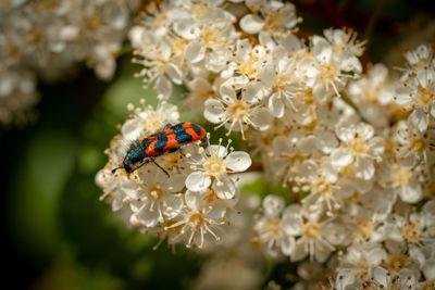 Close-up of insect on white flower