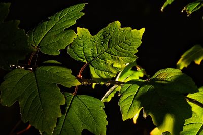 Close-up of fresh green leaves