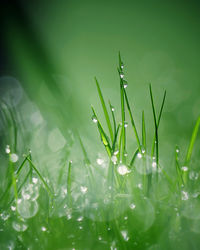 Close-up of wet grass on field during rainy season