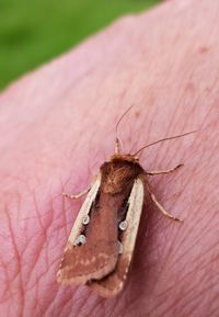 Close-up of insect on hand