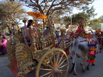 Horse in zoo