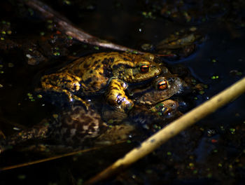 Close-up of frog in lake