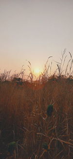 Plants growing on field against sky during sunset