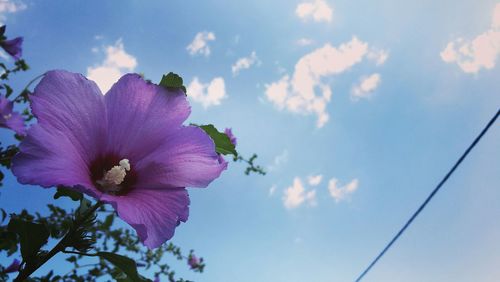 Low angle view of pink flowers