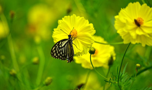 Close-up of butterfly pollinating on yellow flower