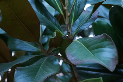 Close-up of fresh green plant