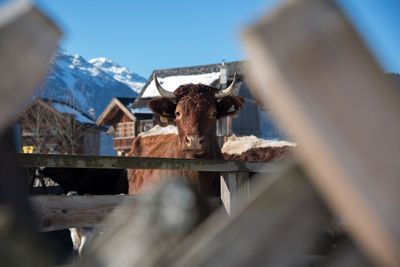 Portrait of cow standing at farm during winter