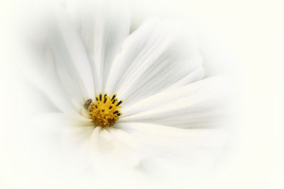 Detail shot of white flower