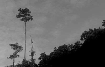 Low angle view of silhouette trees against sky