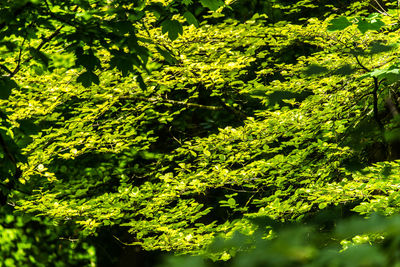 Trees growing on branch