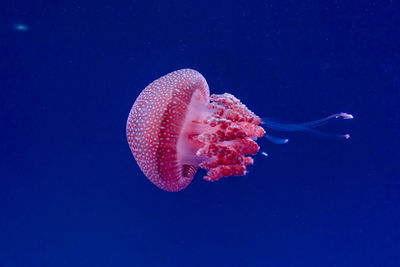 Close-up of jellyfish in sea