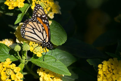 Close-up of butterfly on yellow flower