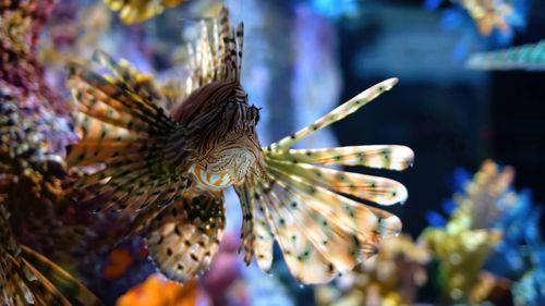 Close-up of lionfish