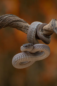 Trimeresurus purpureomaculatus is a venomous pit viper species native