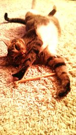 Cat resting on couch