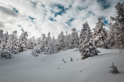 Snow covered land and trees against sky