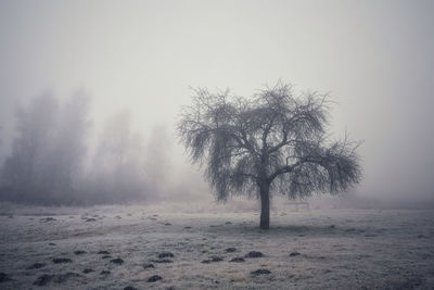 Tree on field against sky during winter