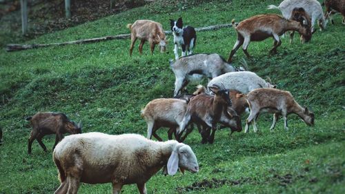 Sheep grazing in a field