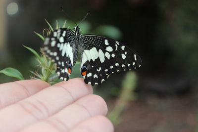 Close-up of butterfly on hand