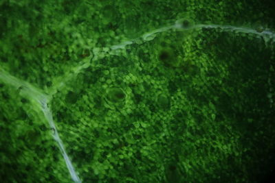 Full frame shot of fresh green plants in forest