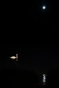 Bird flying over water at night