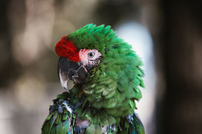 Sick exotic parrot