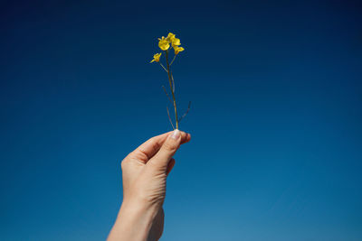 Close-up of hand holding red flower against blue sky