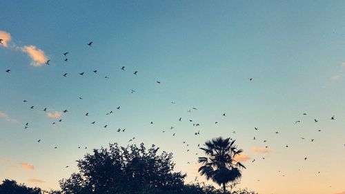 Low angle view of birds flying in sky