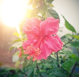 Close-up of red flowers