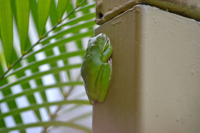 Close-up of frog on built structure