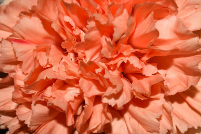 Full frame shot of red flowering plant