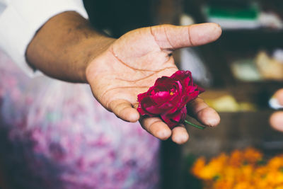 Close-up of hand holding pink rose