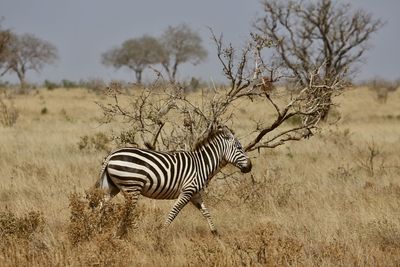 Zebra standing in grass