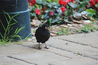 Black bird perching on a plant