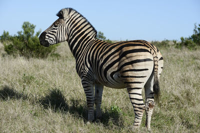 Zebra standing on field