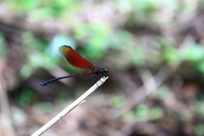 Close-up of dragonfly on plant